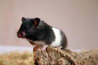 Hamster/Mus
